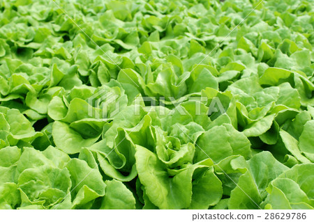 Fresh butterhead salad lettuce 28629786