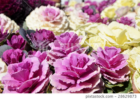 觀賞白菜 28629873