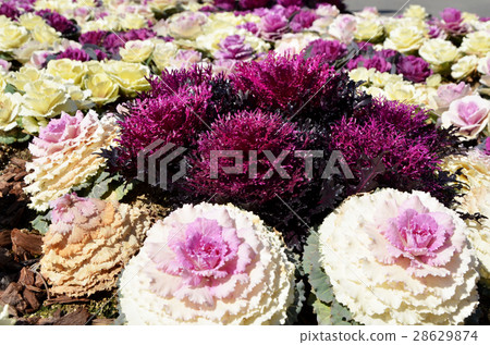 觀賞白菜 28629874