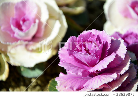 觀賞白菜 28629875