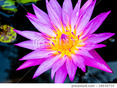 lotus flowers in the sink 28630710
