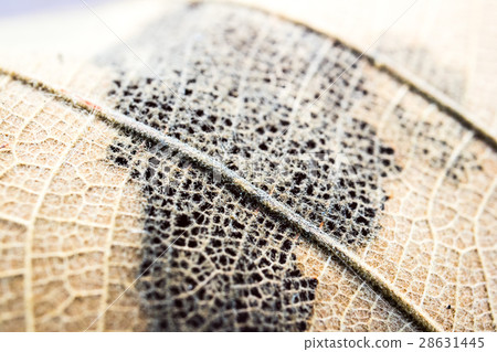 Wood pulp from dried leaves. Wood pulp from dried leaves. 28631445