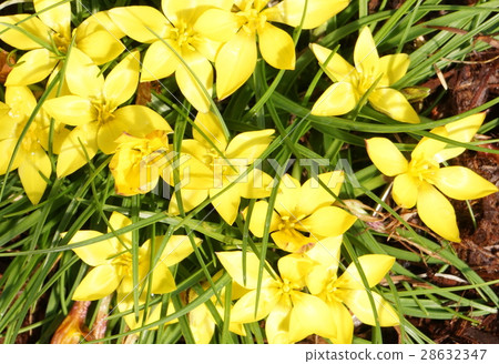 Trisdagma · cellowianum yellow flower 28632347