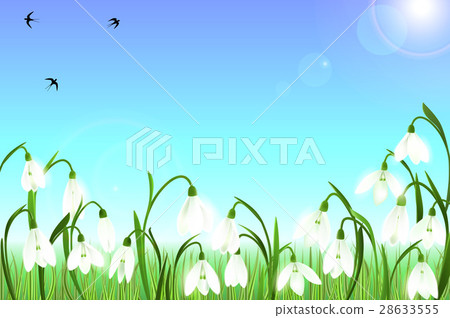 Spring background with snowdrop flowers, green 28633555