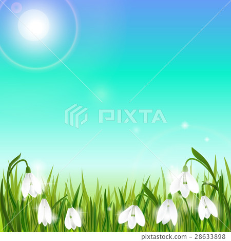 Spring background with snowdrop flowers, green 28633898