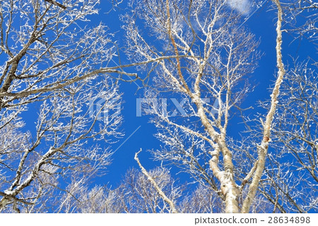 White birch of fog and ice of Himenjinyama White birch of fog and ice of Himenjinyama 28634898