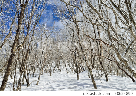Mountain climbing path of a forest of Himekyo Mountain ice cream Mountain climbing path of a forest of Himekyo Mountain ice cream 28634899