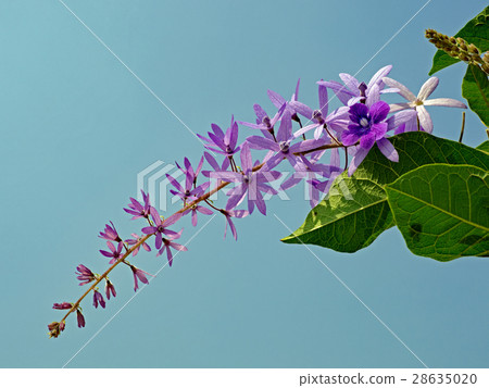 Violet Flower. Violet Flower. 28635020