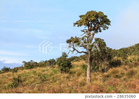 Scenic path in Horton Plains Scenic path in Horton Plains 28635060