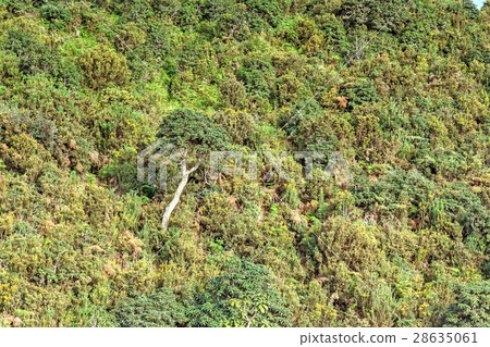 Scenic path in Horton Plains Scenic path in Horton Plains 28635061