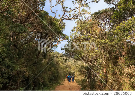 Scenic path in Horton Plains Scenic path in Horton Plains 28635063