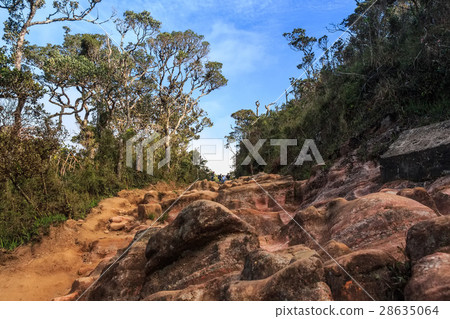 Scenic path in Horton Plains Scenic path in Horton Plains 28635064