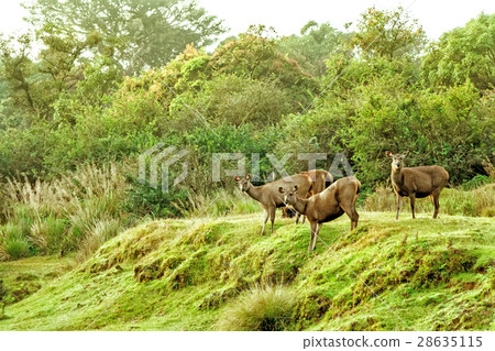 Sambar deer in wild 28635115