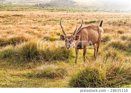 Sambar deer in wild 28635116