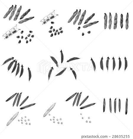春季蔬菜,蠶豆,蠶豆莢,綠豌豆,水墨畫 春季蔬菜,蠶豆,蠶豆莢,綠豌豆,水墨畫 28635255