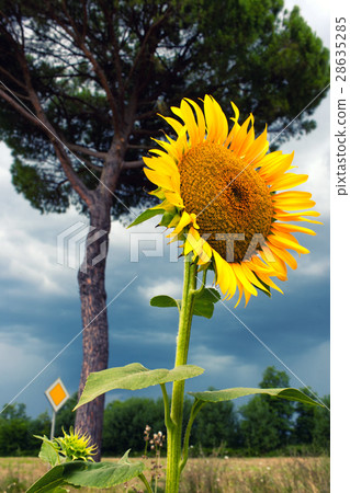 Sunflower and the main road before rain 28635285