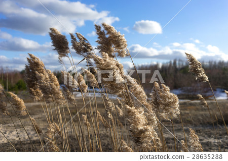 Reed against the blue sky with clouds 28635288