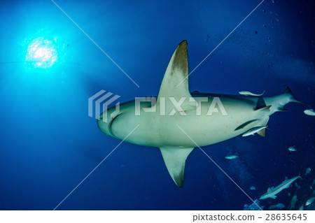 bull shark in the blue ocean background 28635645