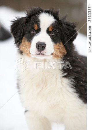 Puppy of australian shepherd in winter Puppy of australian shepherd in winter 28635884