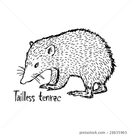 tailless tenrec - vector illustration tailless tenrec - vector illustration 28635963