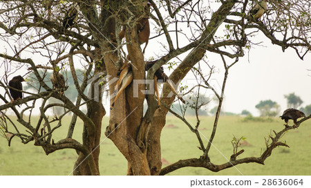 Dead antelopes over tree, leopard work 28636064
