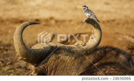 Kingfisher on top of buffalo horns Kingfisher on top of buffalo horns 28636066