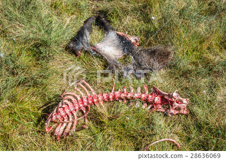 Wild boar skeleton in the wild 28636069
