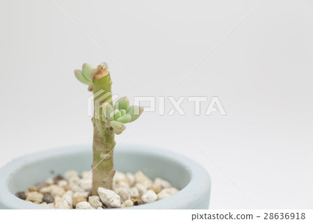 Succulent plants Succulent plants 28636918
