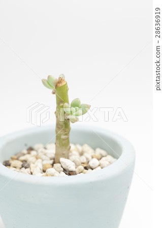 Succulent plants Succulent plants 28636919