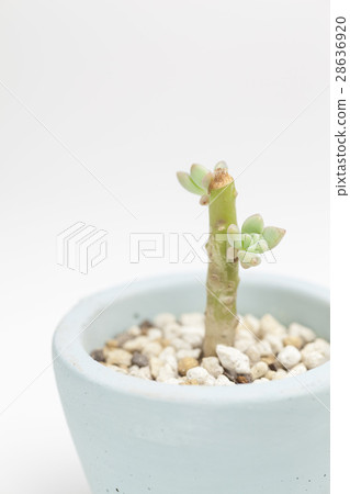 Succulent plants 28636920