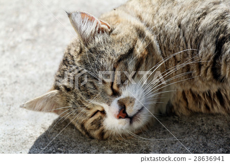 Big fluffy homeless cat sleeping outdoor. 28636941