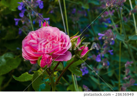 Pink rose flower with drops of rain in garden Pink rose flower with drops of rain in garden 28636949
