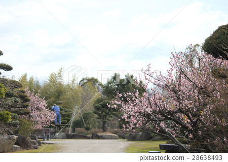 梅花和修枝剪 28638493