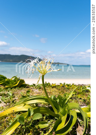 Plant of Kohama Island, Yaeshima Islands Plant of Kohama Island, Yaeshima Islands 28638587