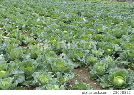 Cabbage field 28638852