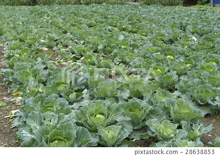 Cabbage field 28638853