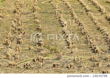 Rice field after harvesting (Chichibu city, Saitama prefecture) 28639796