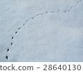 Footsteps 28640130