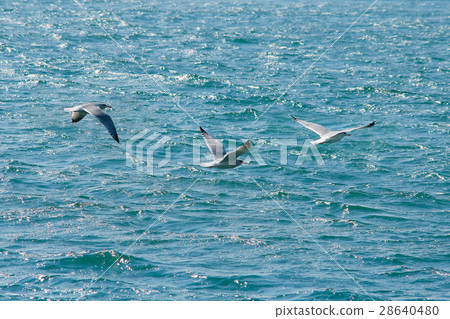 seagull seagull 28640480