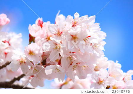 濱松市Funingu市大壩的櫻花 28640776