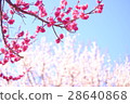 Plum and sky 28640868