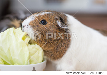 豚鼠吃白菜 28641055