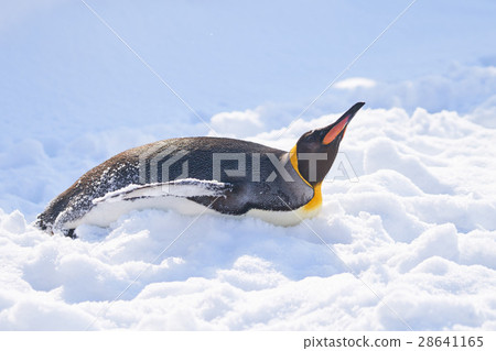 在雪上滑行的國王企鵝 28641165
