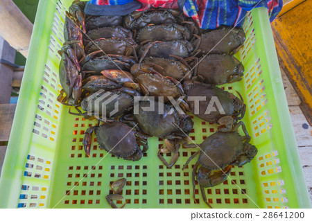 Fresh crabs in green basket. 28641200