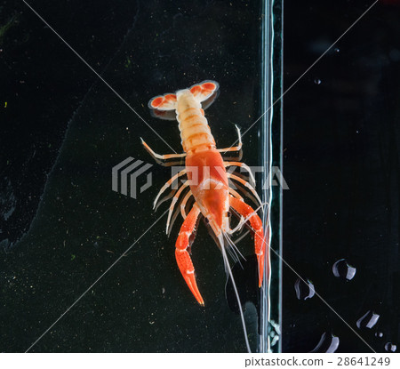 crayfish in aquarium tank . 28641249