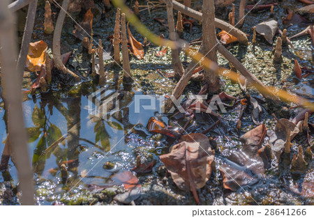Amphibious fish in mangrove forest . Amphibious fish in mangrove forest . 28641266