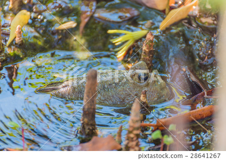 Amphibious fish in mangrove forest . Amphibious fish in mangrove forest . 28641267