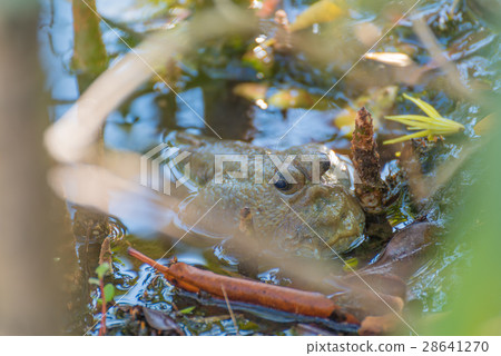 Amphibious fish in mangrove forest . 28641270
