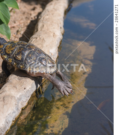 turtle legs relaxing near the pond. 28641271