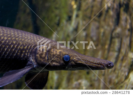 Alligator gar fish in aquarium tank Alligator gar fish in aquarium tank 28641278